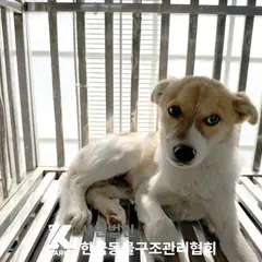 양주시 갈색&흰색 믹스견 수컷