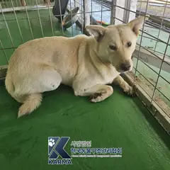 양주시 흰색 믹스견 수컷
