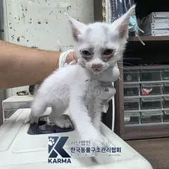 양주시 기타(흰/회) 한국 고양이 암컷
