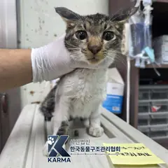 양주시 기타(갈/검/흰) 한국 고양이 수컷