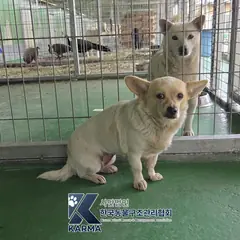 양주시 갈색&흰색 믹스견 암컷