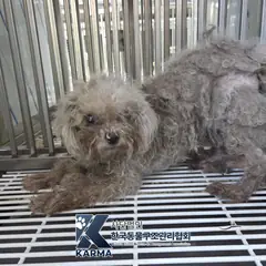 양주시 회색 푸들 암컷