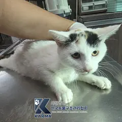 양주시 기타(흰/갈/검) 한국 고양이 암컷