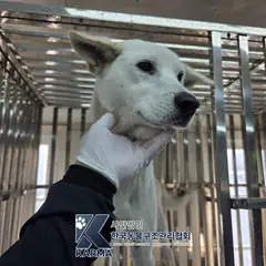 양주시 흰색 진도견 수컷