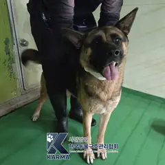 양주시 기타(검/갈) 셰퍼드 암컷