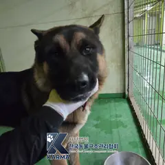 양주시 기타(검/갈) 셰퍼드 수컷