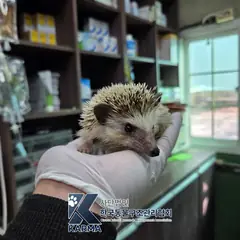 양주시 기타(노랑) 기타축종 성별 미상