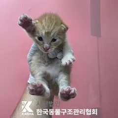 포천시 레몬색&흰색 한국 고양이 암컷