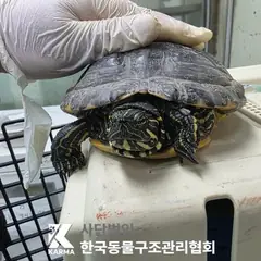 포천시 기타(노/녹/검) 기타축종 성별 미상