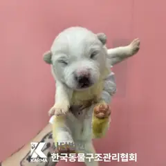 포천시 흰색 믹스견 수컷