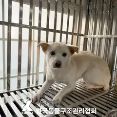 포천시 흰색 믹스견 암컷
