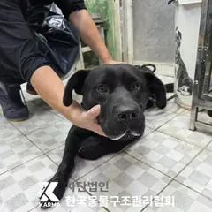 포천시 검정색 라브라도 리트리버 수컷