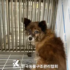 포천시 검정 황갈색&흰색 믹스견 암컷