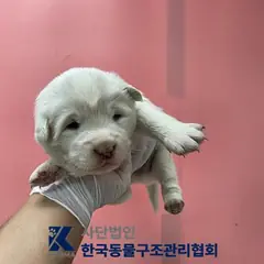 포천시 흰색 믹스견 수컷