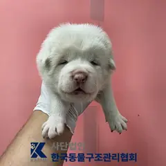 포천시 흰색 믹스견 암컷