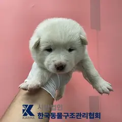 포천시 흰색 믹스견 암컷