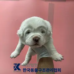 포천시 흰색 믹스견 암컷