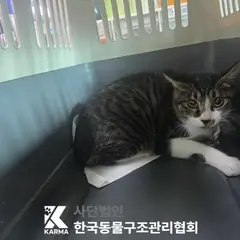 포천시 기타(갈/검/흰) 한국 고양이 수컷