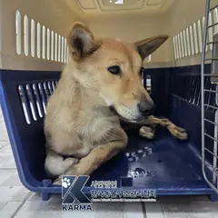 포천시 갈색 믹스견 암컷