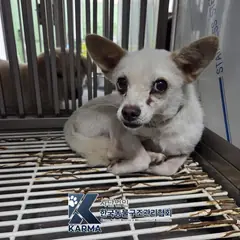 포천시 흰색 믹스견 수컷