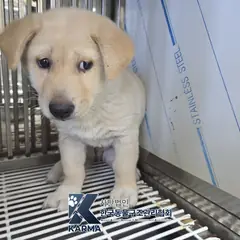 포천시 흰색&황갈색 믹스견 암컷