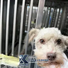 포천시 갈색&흰색 믹스견 암컷