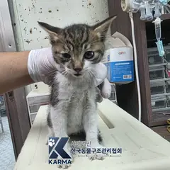 포천시 기타(갈/검/흰) 한국 고양이 수컷