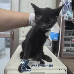 포천시 검정색 한국 고양이 수컷