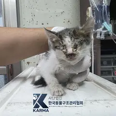 포천시 기타(흰/검/갈) 한국 고양이 수컷
