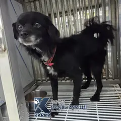 포천시 기타(검/흰) 믹스견 암컷