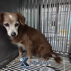 포천시 갈색&흰색 믹스견 암컷