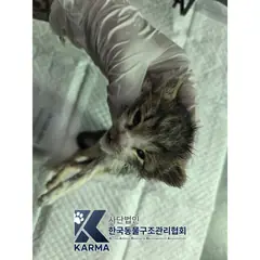 포천시 기타(검/갈/흰) 한국 고양이 수컷