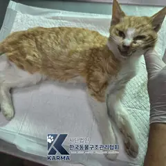 포천시 기타(갈/흰) 한국 고양이 수컷