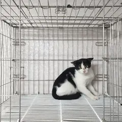 여주시 흰색/검은색 얼룩무늬 한국 고양이 수컷