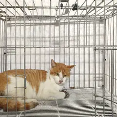 여주시 기타(황갈색흰색) 한국 고양이 수컷
