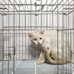 여주시 흰색 한국 고양이 수컷