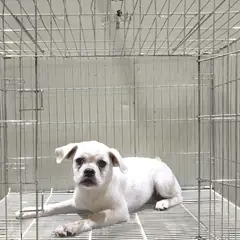 여주시 흰색 믹스견 암컷