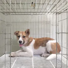 여주시 갈색&흰색 믹스견 수컷