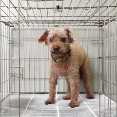 여주시 기타(옅은 갈색) 푸들 암컷