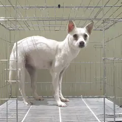 여주시 흰색 믹스견 암컷