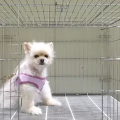 여주시 흰색 포메라니안 수컷