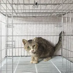 여주시 기타(흰회갈검줄) 한국 고양이 수컷