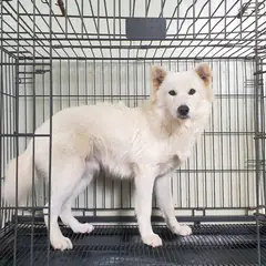 여주시 흰색 믹스견 수컷