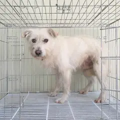 여주시 흰색 믹스견 수컷