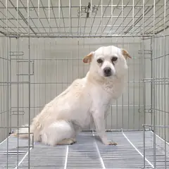 여주시 크림색 믹스견 수컷