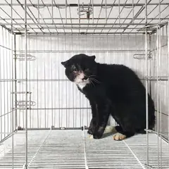 여주시 기타(검정색흰색) 한국 고양이 수컷