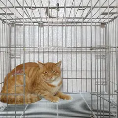 여주시 기타(황갈색흰색) 한국 고양이 수컷