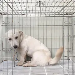 여주시 흰색 믹스견 수컷