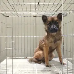 여주시 흑갈색 믹스견 수컷
