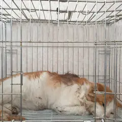 여주시 기타(황갈색흰색) 한국 고양이 수컷